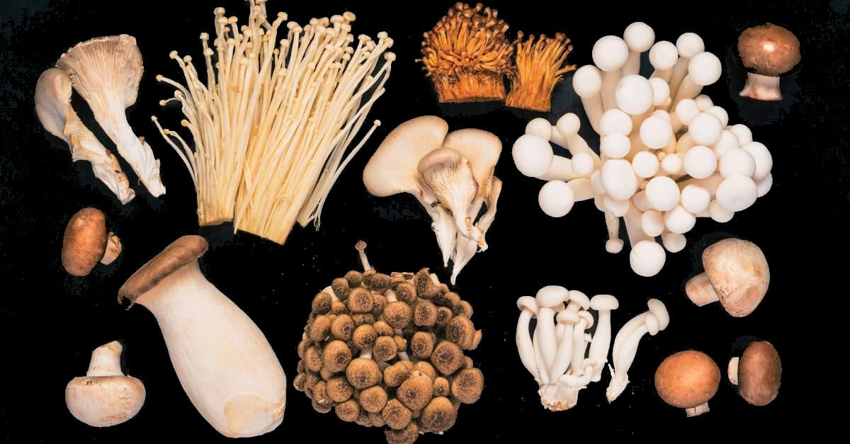 The Busy Leader’s Guide to Functional Mushrooms
